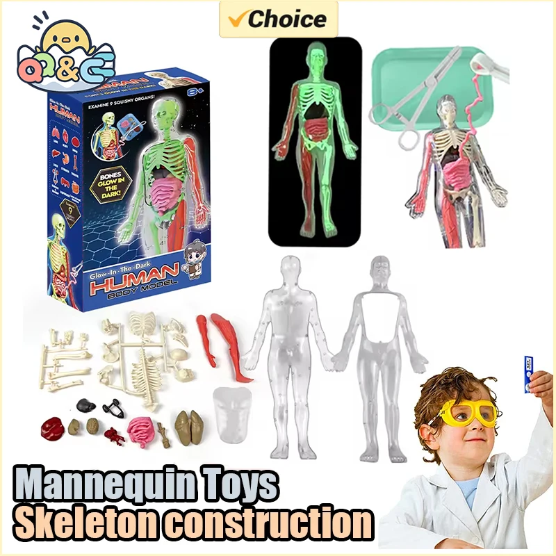 Органи скелета человека, анато – обзор и цена Model Kit Fantasy